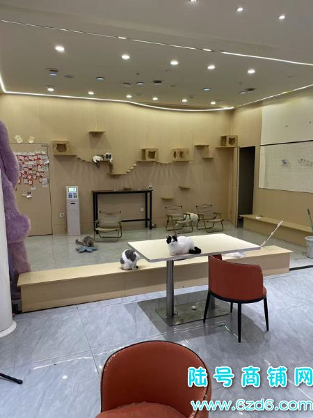 ��½�ţ���Ϫ����ѧ���ƴ��󰲹�è�������ת��ʵ��ͼƬ