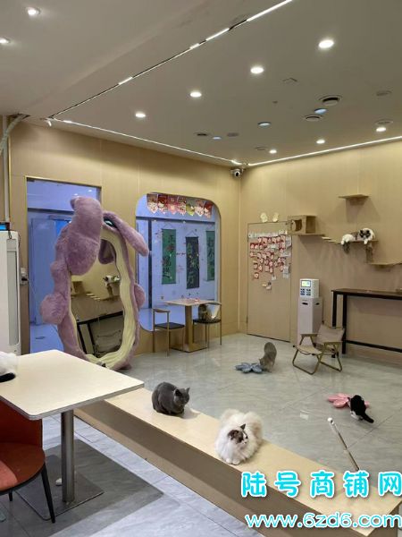 ��½�ţ���Ϫ����ѧ���ƴ��󰲹�è�������ת��ʵ��ͼƬ